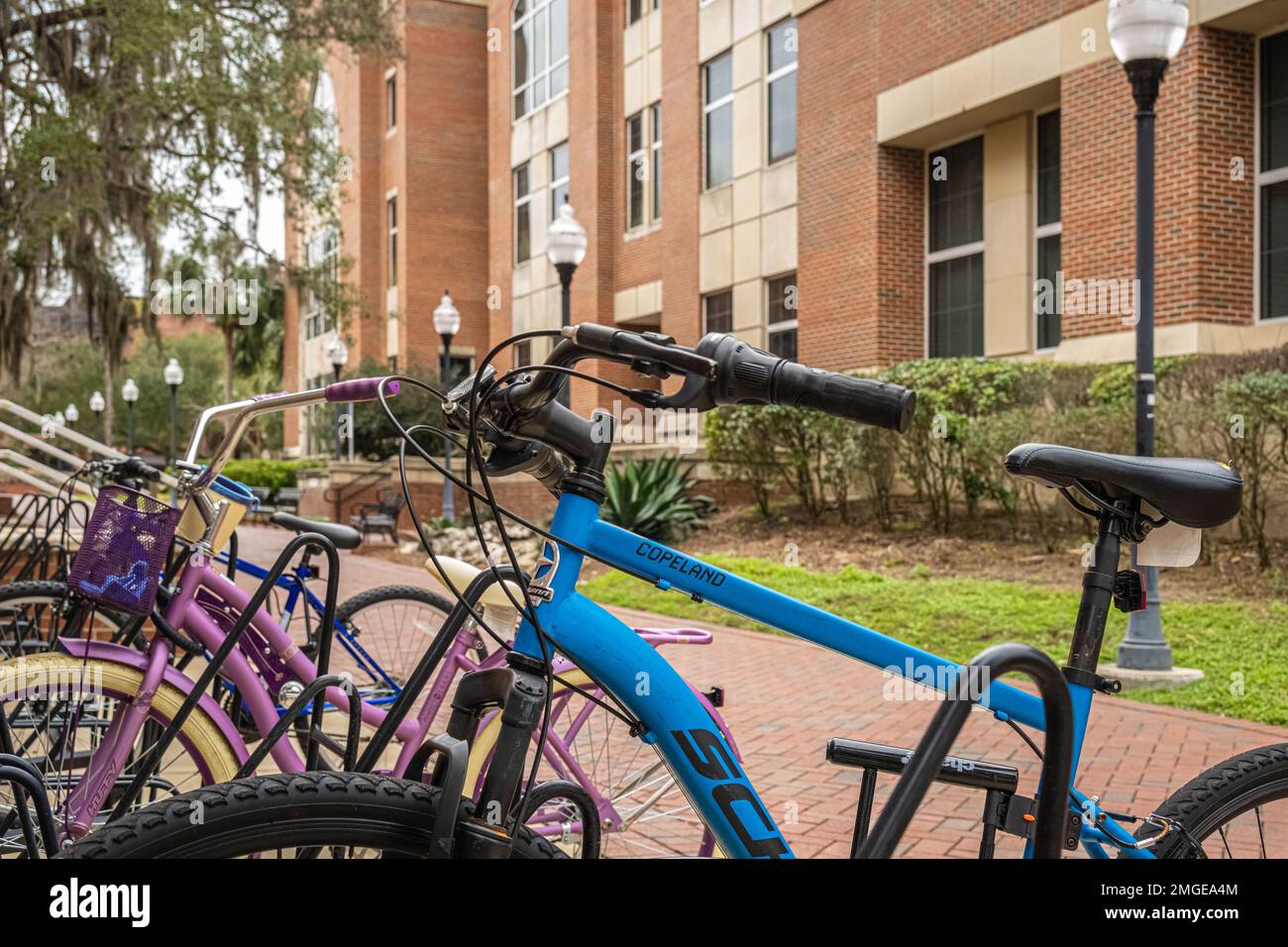Fahrräder für Studenten auf dem Campus der University of Florida in Gainesville, Florida. (USA) Stockfoto
