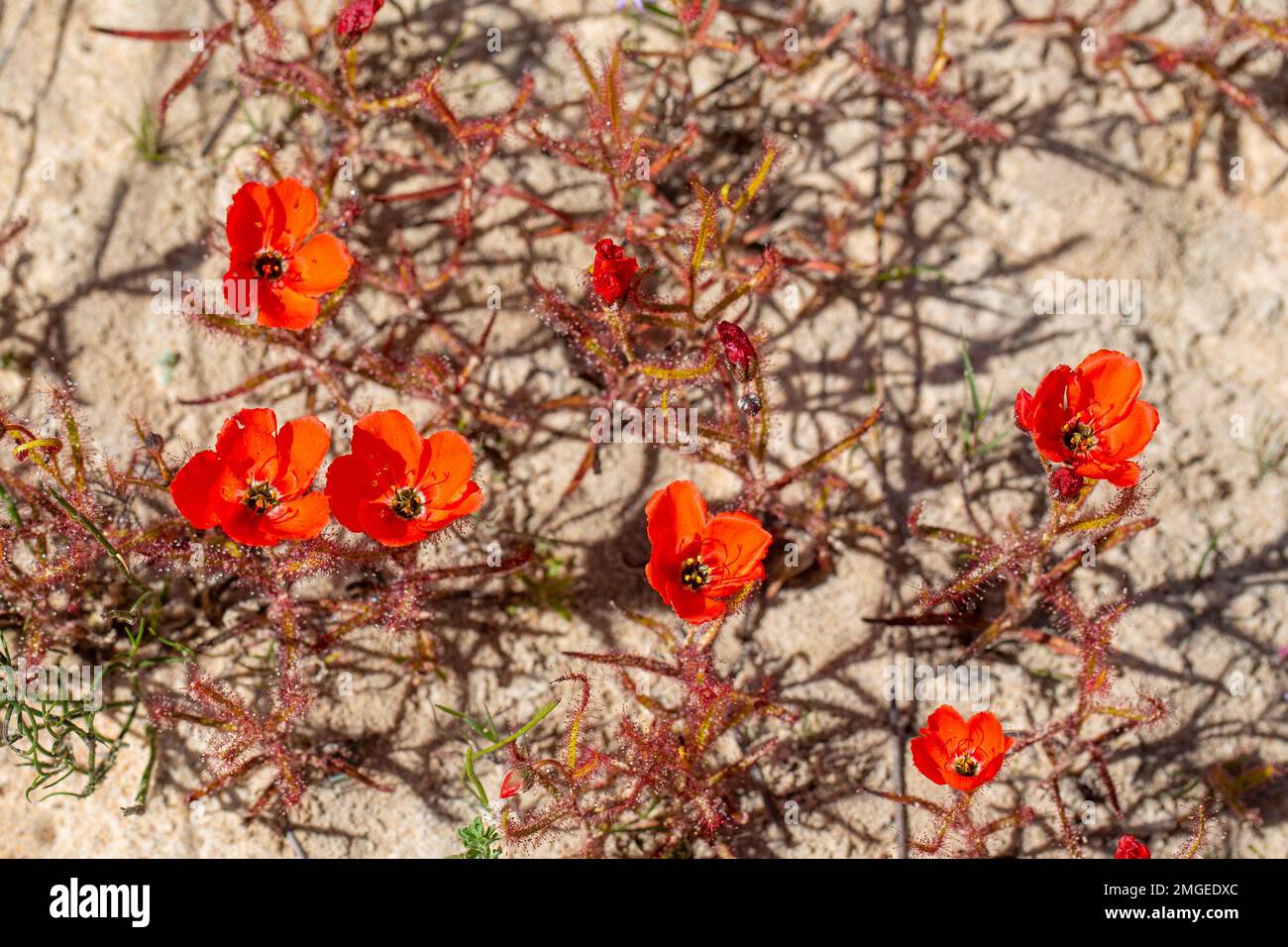 Die wunderschöne rote Blütenform der Sundew Drosera Cistiflora in einem natürlichen Lebensraum, fleischfressende Pflanze, klebrige Pflanze, Westkap von Südafrika Stockfoto