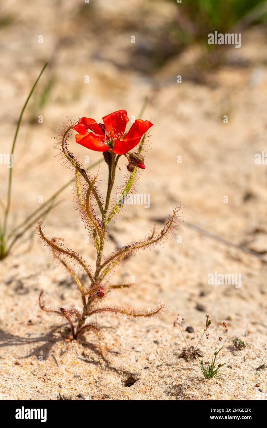 Die wunderschöne rote Blütenform der Sundew Drosera Cistiflora in einem natürlichen Lebensraum, fleischfressende Pflanze, klebrige Pflanze, Westkap von Südafrika Stockfoto