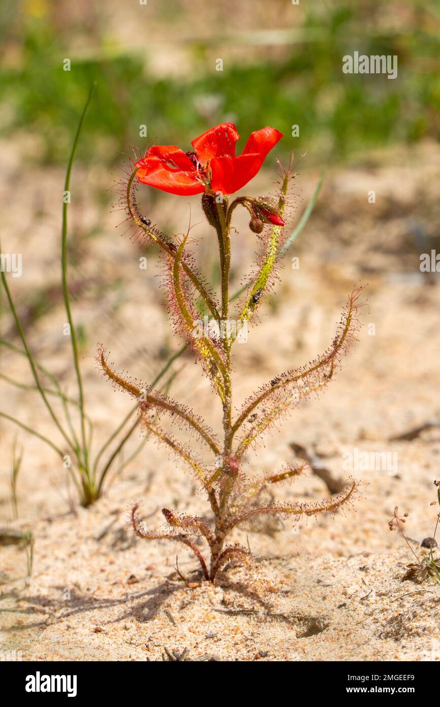 Die wunderschöne rote Blütenform der Sundew Drosera Cistiflora in einem natürlichen Lebensraum, fleischfressende Pflanze, klebrige Pflanze, Westkap von Südafrika Stockfoto