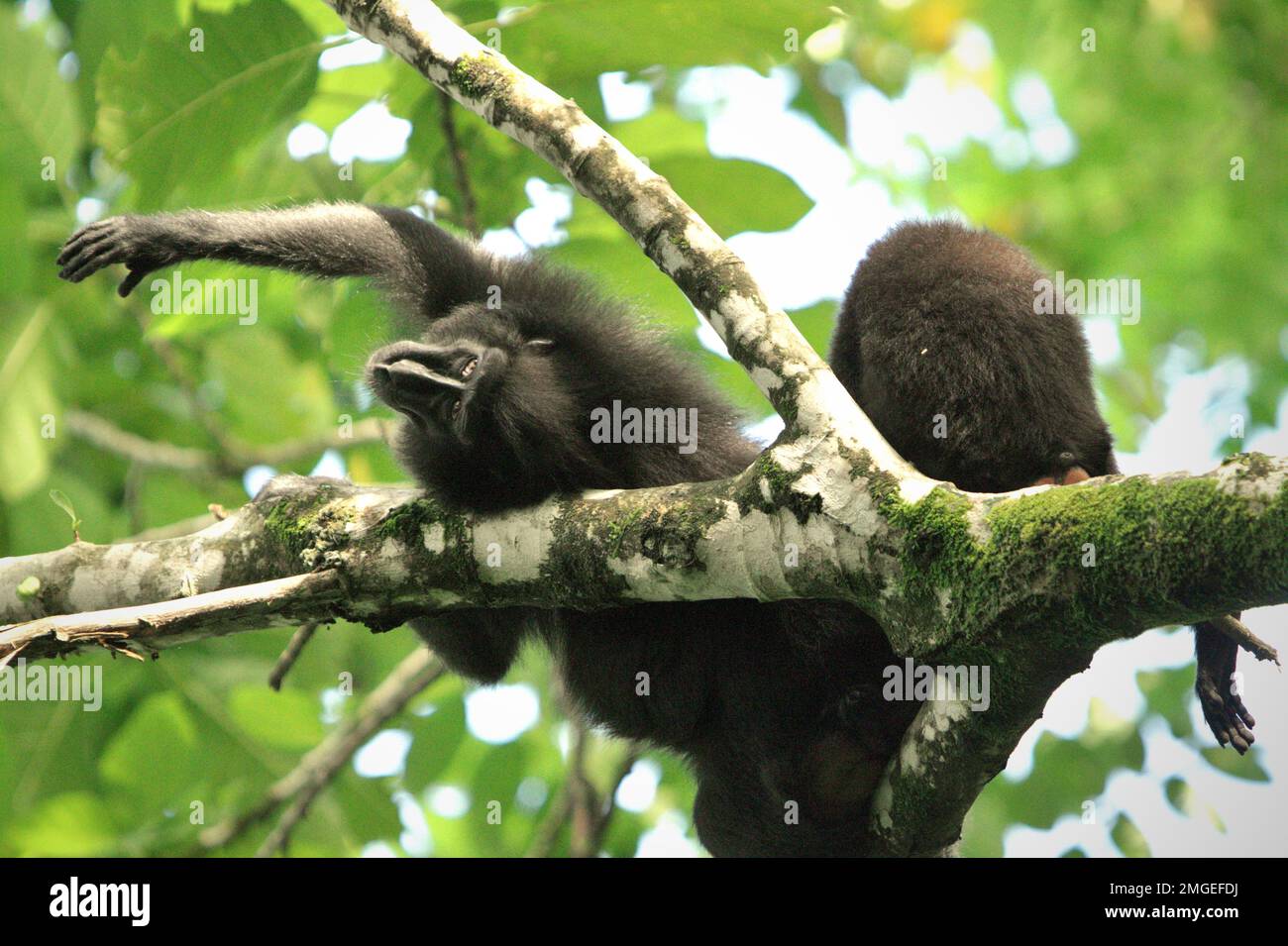 Eine Sulawesi-Schwarzkammmakake (Macaca nigra) liegt auf einem Baumzweig und greift aus der Hand, während sie von einer anderen Person im Naturschutzgebiet Tangkoko, North Sulawesi, Indonesien gepflegt wird. Frauen dieser endemischen Spezies in Nord-Sulawesi haben 2,5-mal pro Stunde Affiliative Interaktionen (einschließlich Körperpflege), und mehr als 60% dieser Interaktionen hatten Körperkontakt, laut einem Team von Primaten-Wissenschaftlern unter der Leitung von Julie Dubosq in ihrem Forschungspapier im American Journal of Primatology. Die Frauen waren in einen Kampf mit einer anderen Frau verwickelt, ungefähr einmal pro Stunde und... Stockfoto