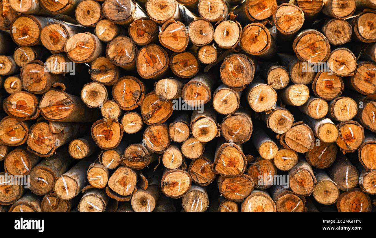 Wunderschönes Holz, das in einem Muster gehalten wird, was einen schönen Hintergrund schafft, Aufbewahrungsort für Holzstämme, Stapel von Holzstämmen. Natürlicher Holzhintergrund mit Holz. Holzwand Stockfoto