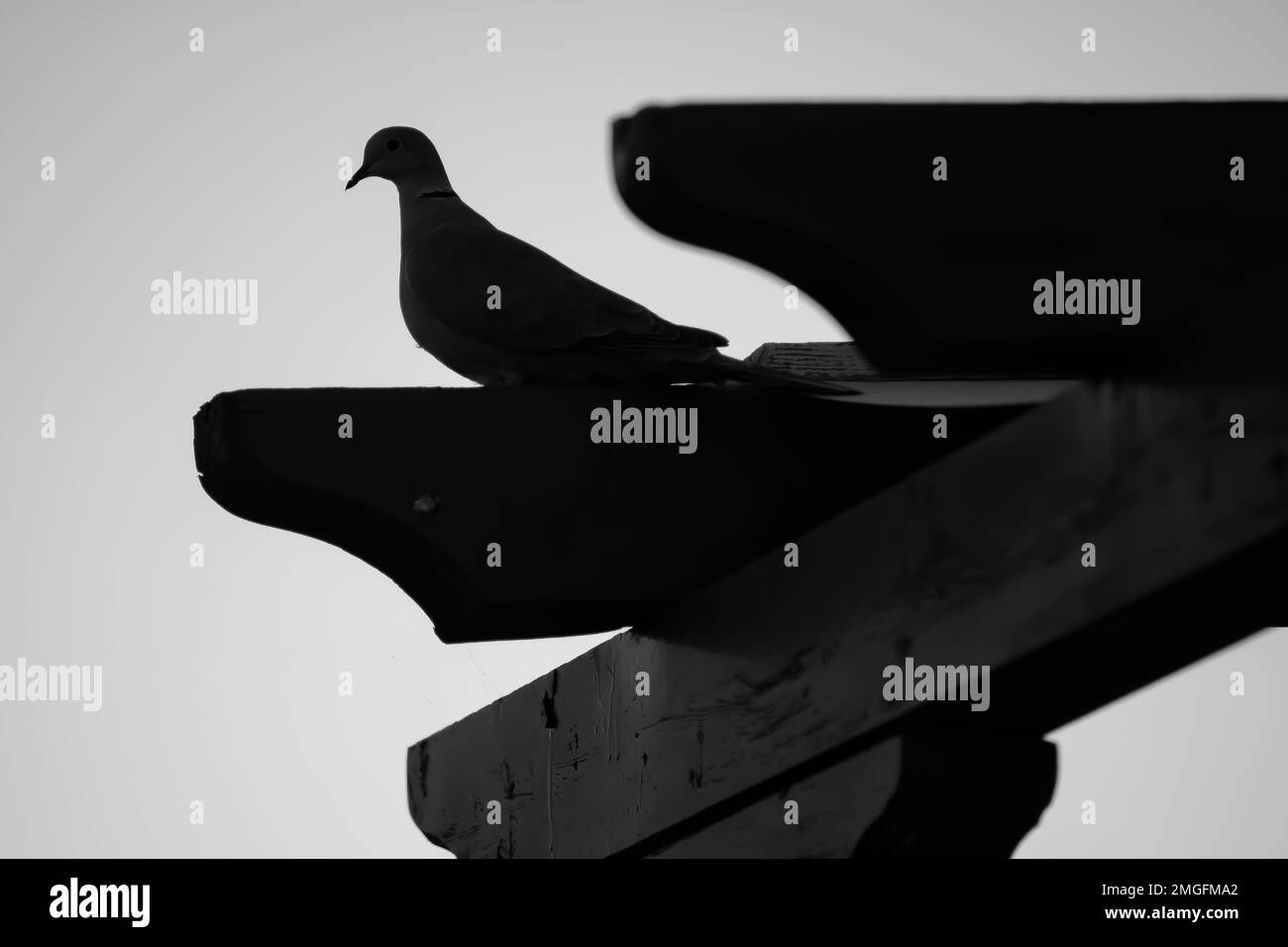 Blick auf eine Taube, die auf einem Holzdach in iOS Griechenland sitzt Stockfoto