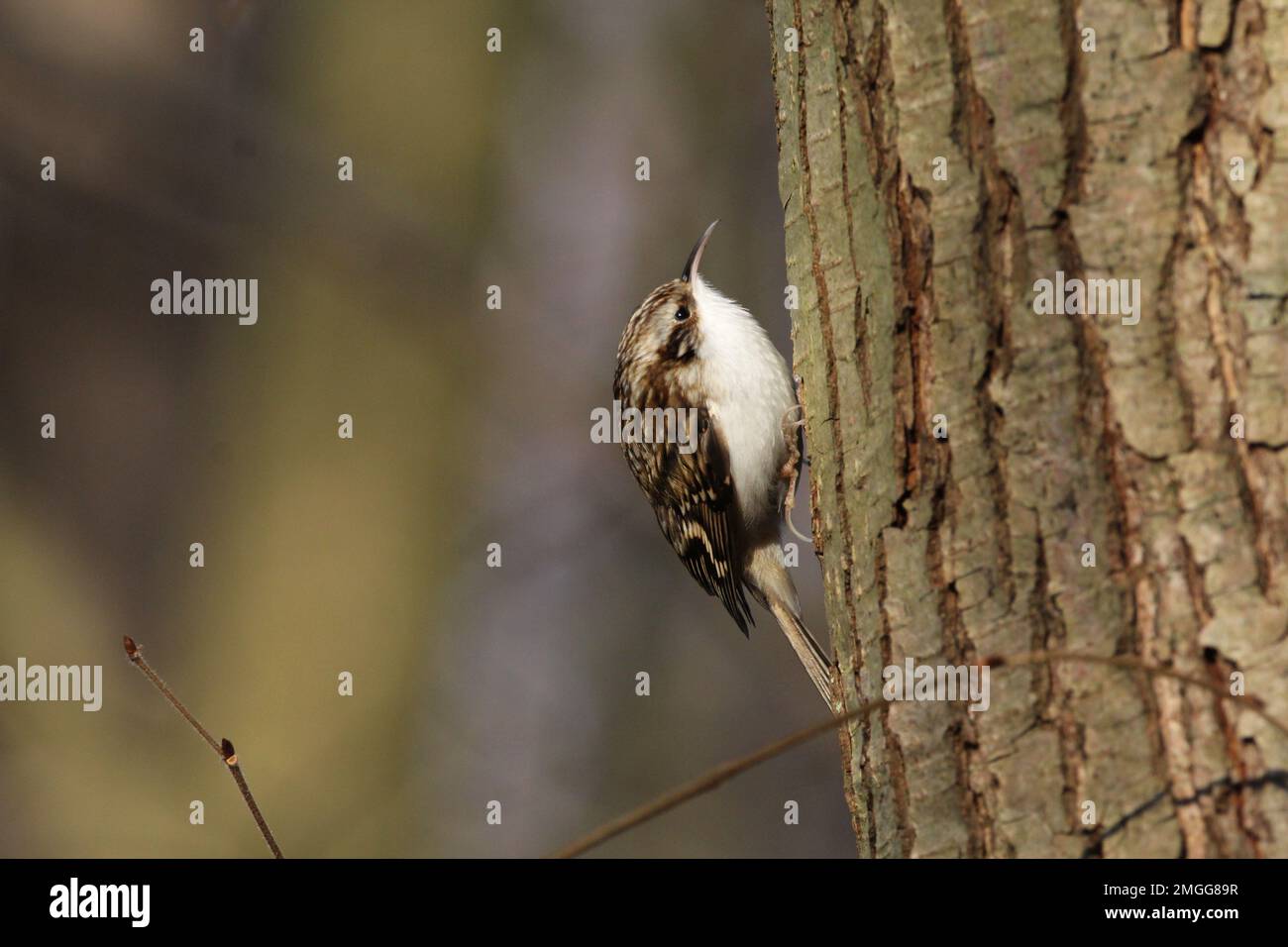Eurasische Waldbaumläufer Stockfoto