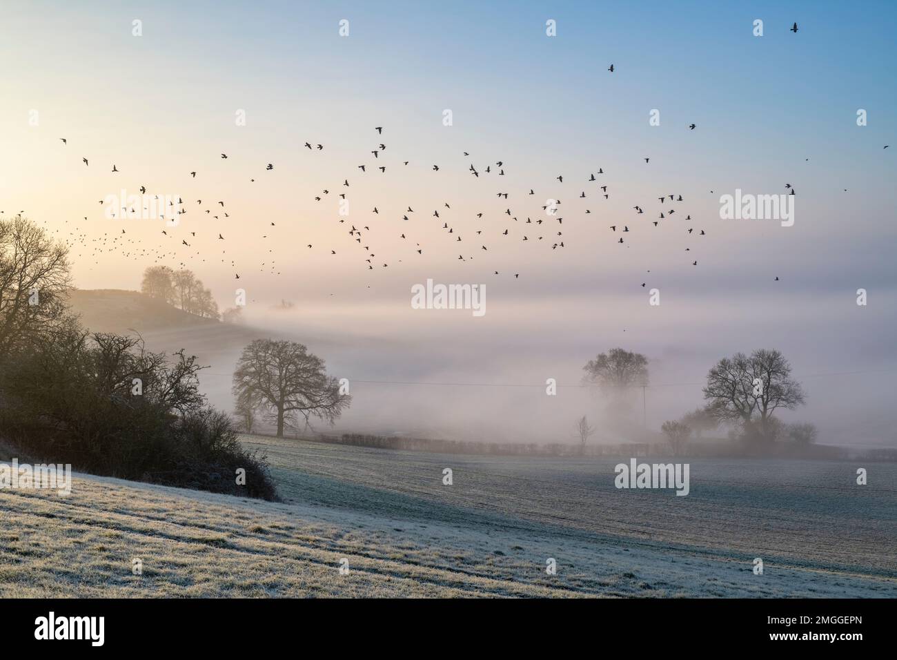 Wintersonne am Morgen über nebligen, frostigen Ackerland in der Landschaft von Warwickshire. England Stockfoto