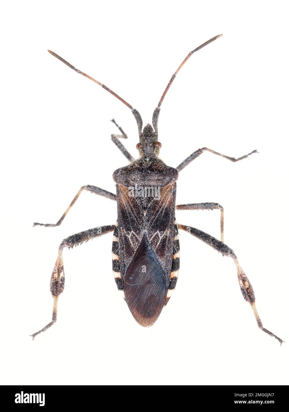 Westliche Nadelkäfer (Leptoglossus occidentalis) in Western WA, USA gefunden - Bug Macro Stockfoto