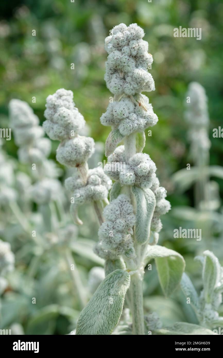 Stachys byzantina Cotton boll, Stachys byzantina Cotton boll, Stachys lanata Cotton Boll, Lamm's ear Cotton Boll, Lamm’s ears, Evergreen Perennial, s. Stockfoto