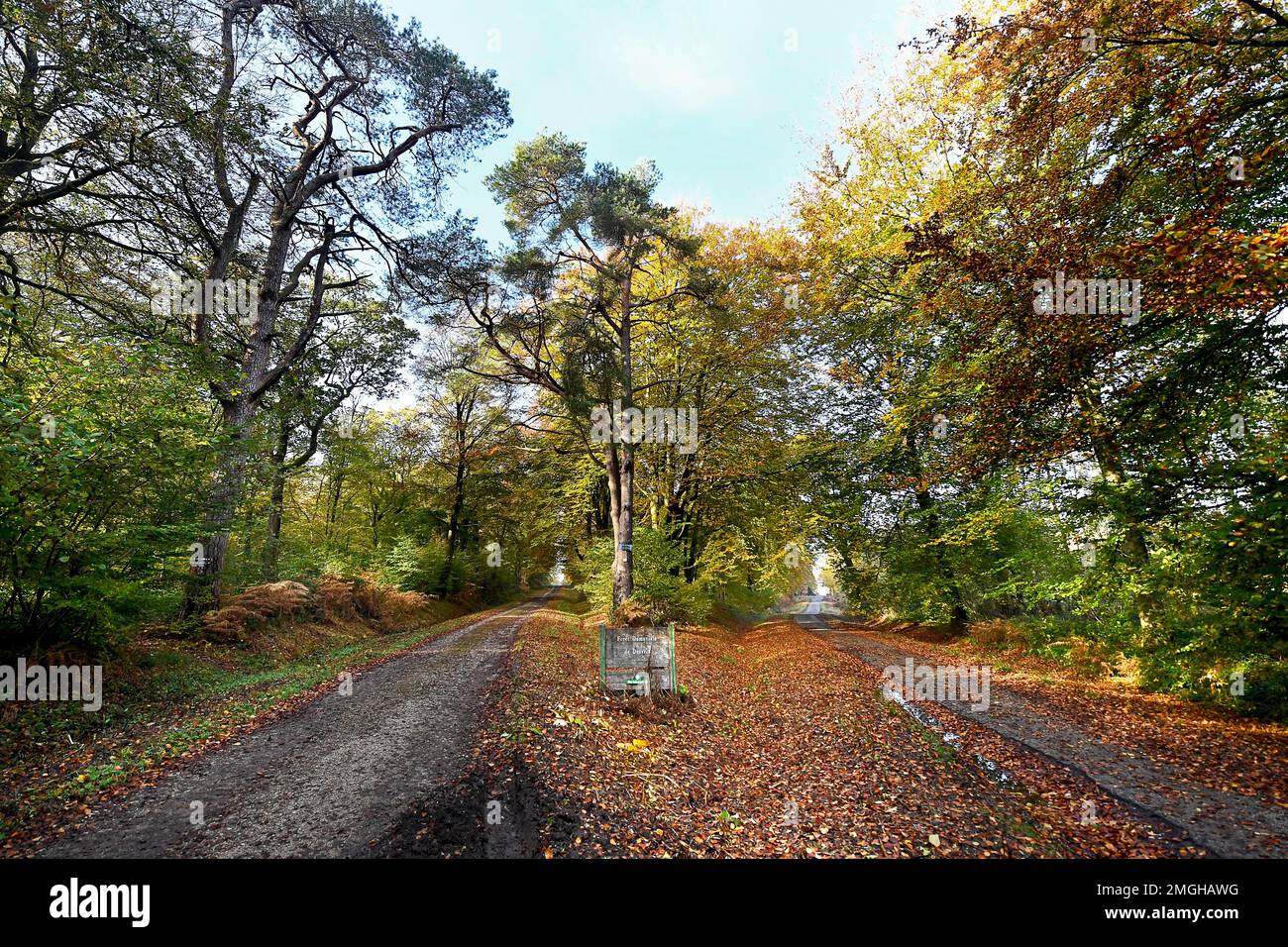 Desvres (Nordfrankreich): Pfad im Staatswald im Herbst und gebogener Baum Stockfoto
