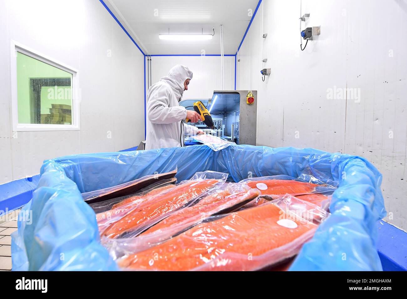 Boulogne-sur-Mer (Nordfrankreich): Familienunternehmen Le Garrec, spezialisiert auf Meeresprodukte. Fischverarbeitungsbetrieb und Verpackungsbetrieb für Meeresfrüchte. Lachs. Em Stockfoto