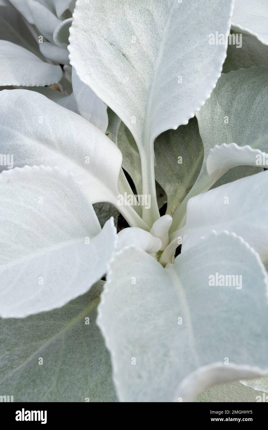 Senecio Candidans Angel Wings, glänzende weiße Ragwurz Angel Wings, Senecio Candidans Senaw, immergrüne, ganzjährige, samtige, silberne Blätter Stockfoto