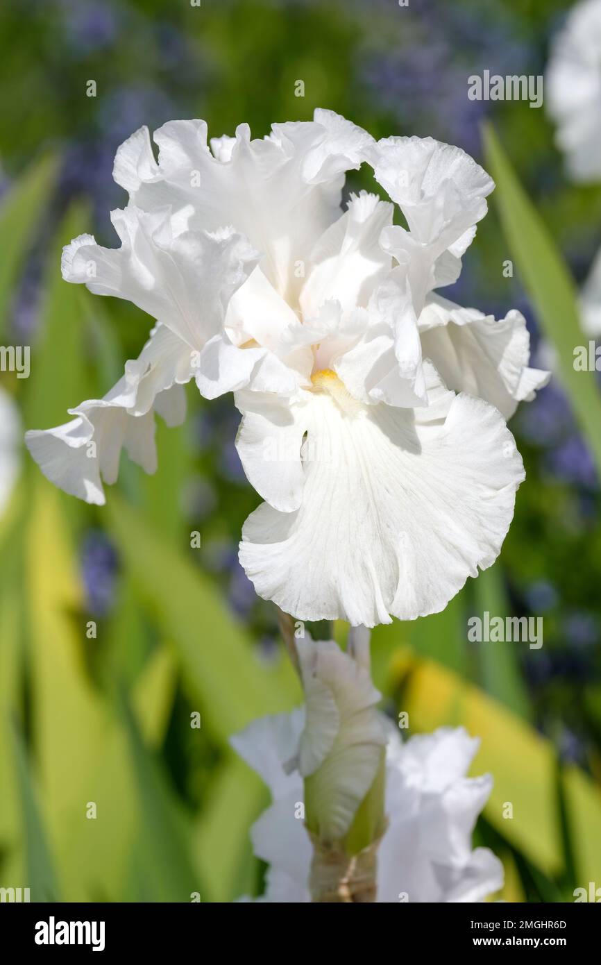 Iris Skating Party, hoher Bart, Laubkraut, ganzjährig, mit großen weißen Blumen Stockfoto