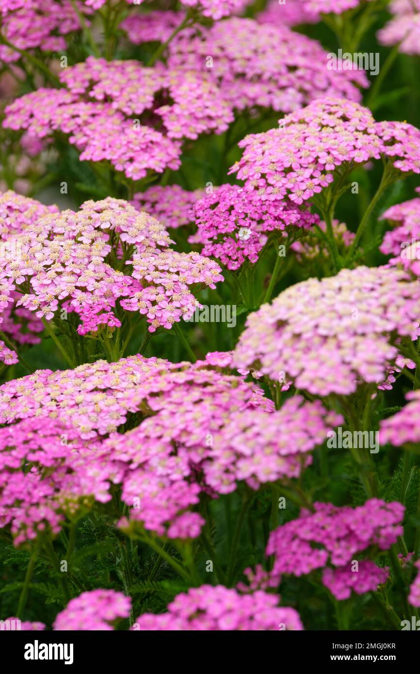 Yarrow Pretty Belinda, Achillea Millefolium Pretty Belinda, Federblätter, runde Köpfe voller rosa Blumen Stockfoto