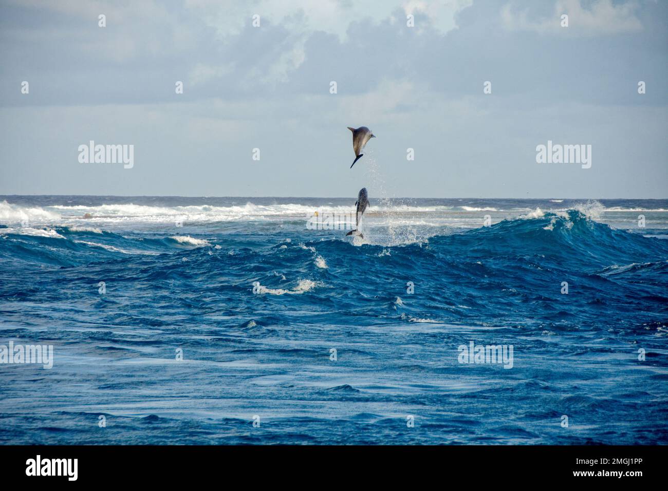 Französisch-Polynesien, Rangiroa: Große Tümmler (tursiops truncatus) springen über die Wellen des Tiputa Pass Stockfoto