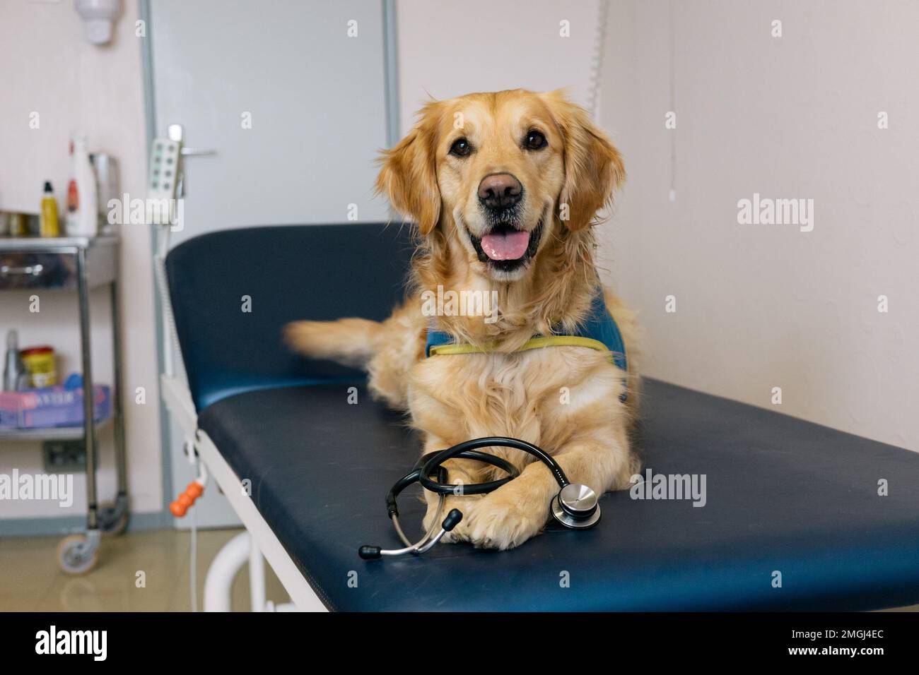 ‚Handi’chiens‘, französischer Verband, der Assistenzhunde für Erwachsene und Kinder mit eingeschränkter Mobilität sowie körperlichen und/oder geistigen Behinderungen anbietet. Zwei GOL Stockfoto