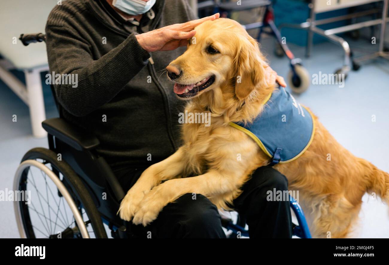 ‚Handi’chiens‘, französischer Verband, der Assistenzhunde für Erwachsene und Kinder mit eingeschränkter Mobilität sowie körperlichen und/oder geistigen Behinderungen anbietet. Zwei GOL Stockfoto