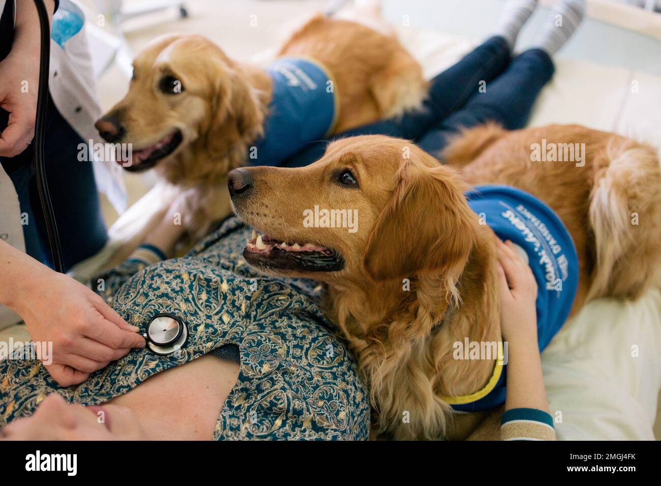 Handi’chiens”, französischer Verband, der Assistenzhunde für Erwachsene und Kinder mit eingeschränkter Mobilität sowie körperlichen und/oder geistigen Behinderungen anbietet. Zwei Goldstücke Stockfoto