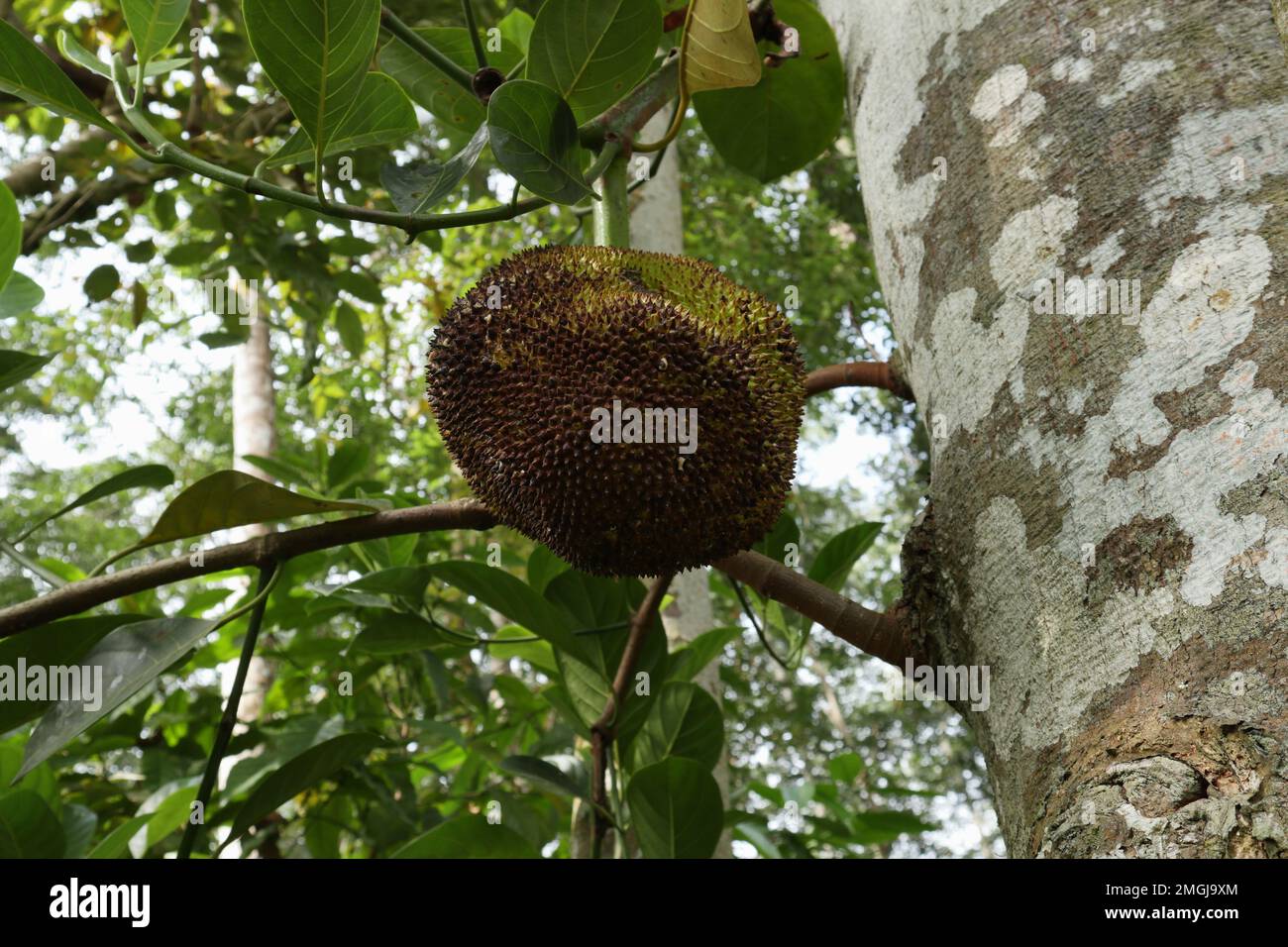 Low-Angle-Blick auf eine Jack-Frucht mit irgendeiner Form von Krankheit. Die Jack Fruit hängt vom Ast am Baumstamm Stockfoto