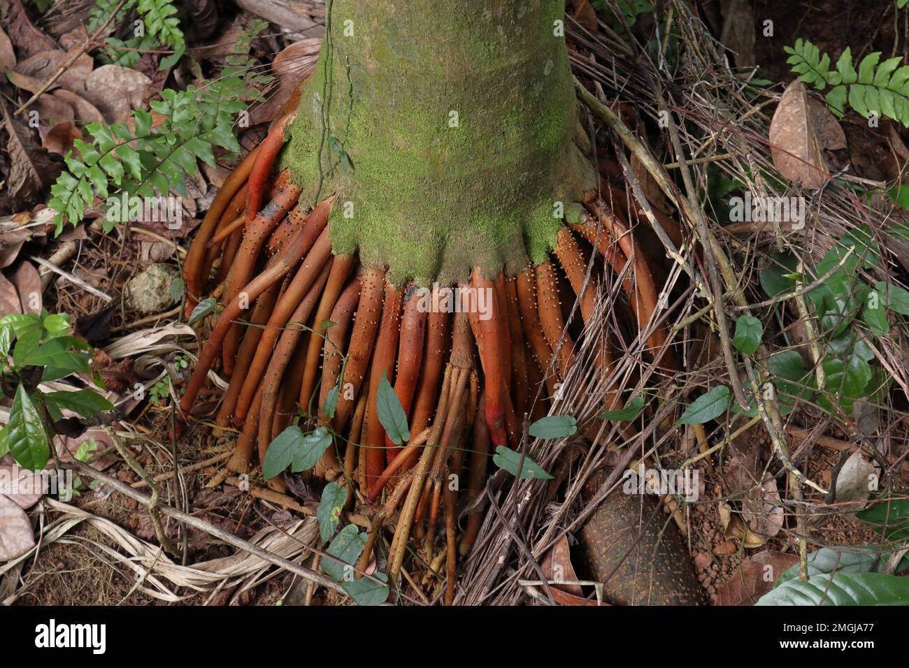 Blick aus einem hohen Winkel auf die wachsenden Wurzeln einer Areca-Nusspalme ( Areca Catechu) mit dem umliegenden bodennahen Bereich Stockfoto