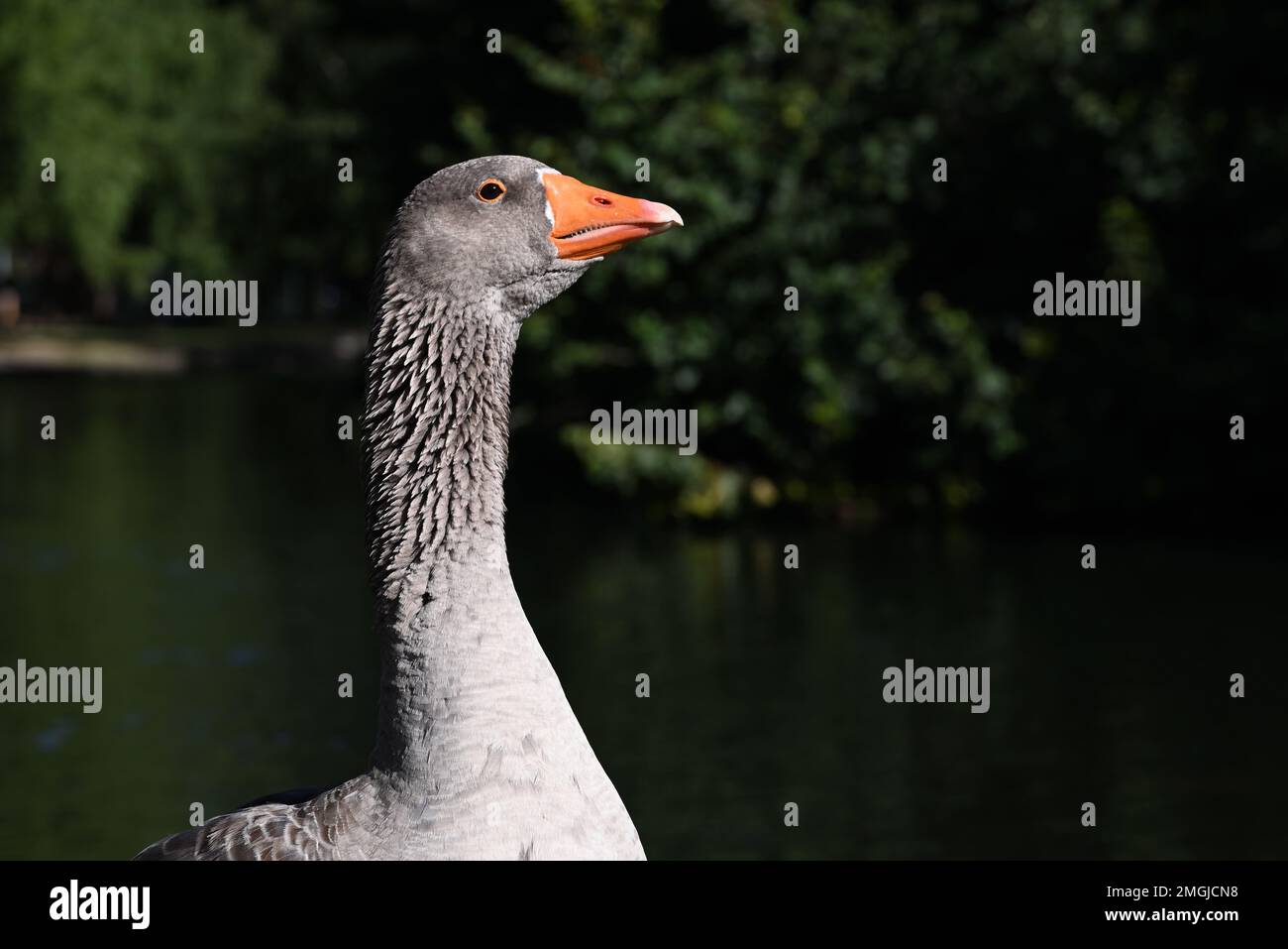 Seitenansicht von Kopf und Hals einer grauen Hausgans, während der Vogel seinen Kopf leicht nach oben neigt, mit dunkler Vegetation und einem See im Hintergrund Stockfoto