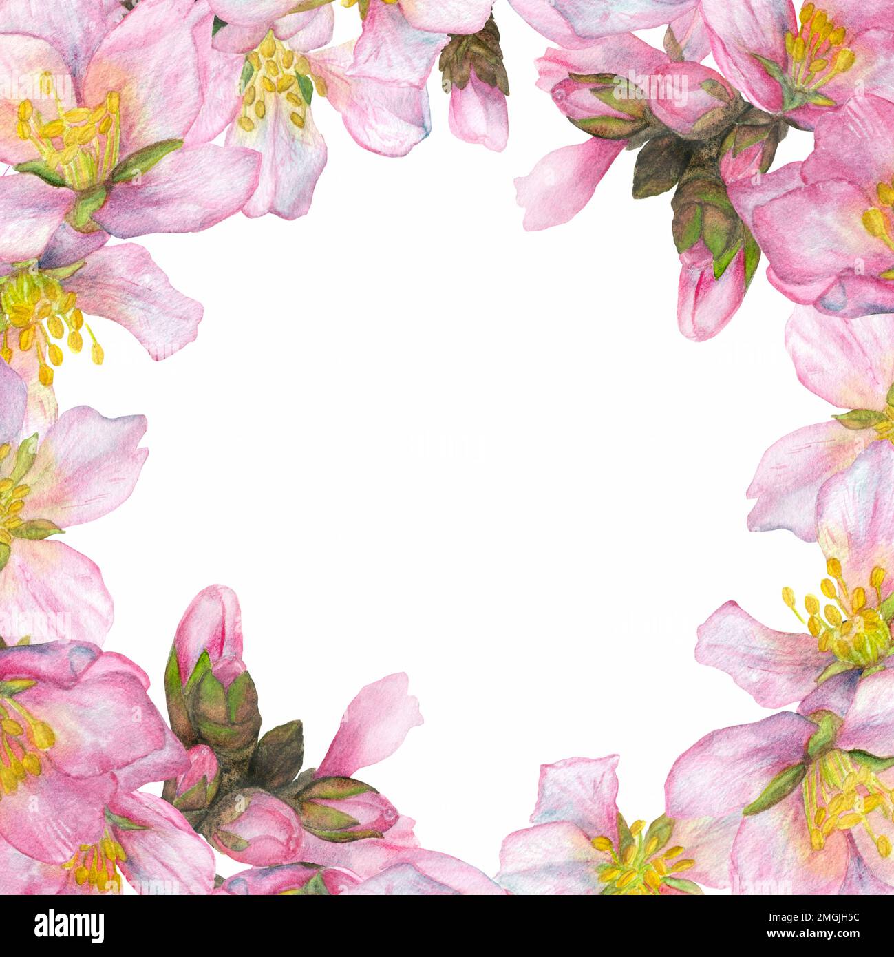 Aquarelle Darstellung, Kirschblüten am Rand eines runden Rahmens auf weißem Hintergrund. Geeignet für das Design von Postkarten, Einladungen, Bussen Stockfoto