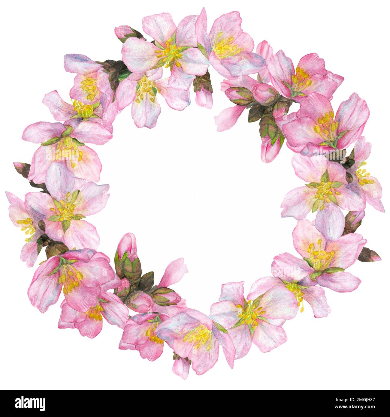 Aquarelle Darstellung, Kirschblüten in einem runden Rahmen auf weißem Hintergrund. Geeignet für das Design von Postkarten, Einladungen, Visitenkarten, Ta Stockfoto
