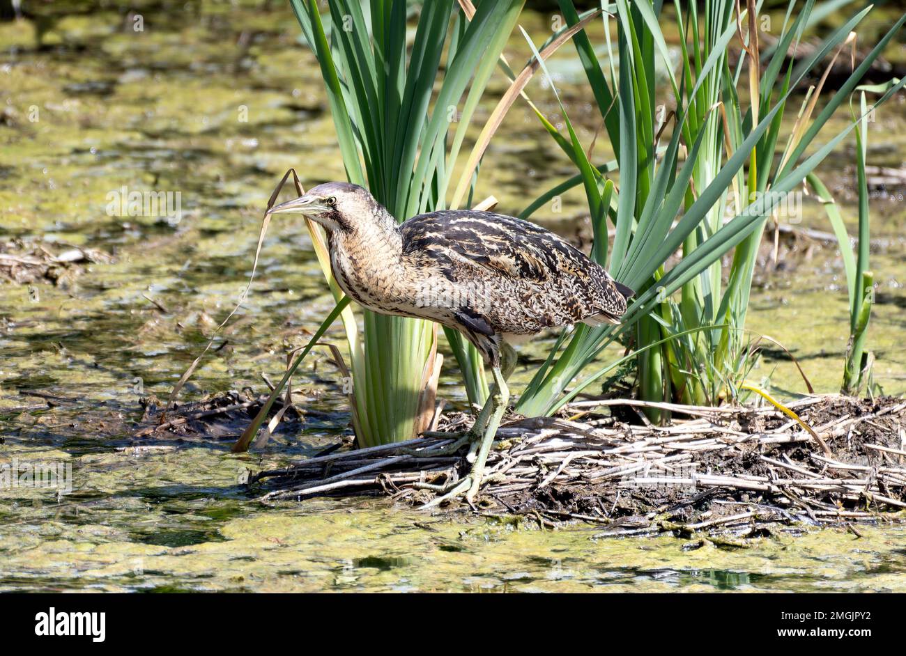 Eine Bitterkeit im Sommer Stockfoto