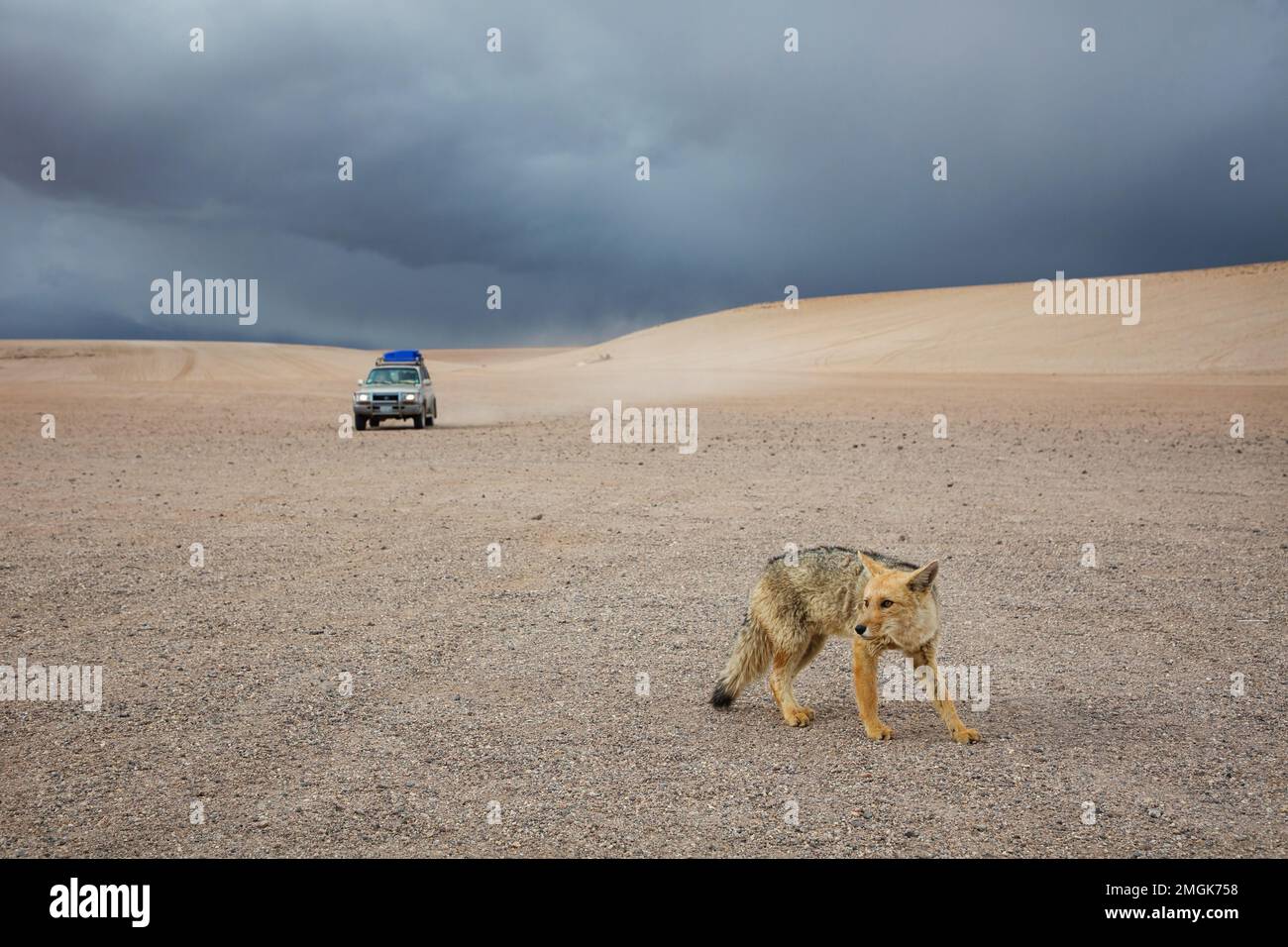 Culpeo - wilder Andenfuchs in den Bergen Stockfoto