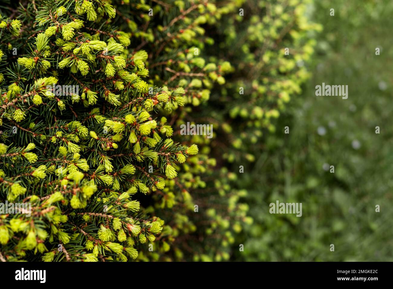 Pflanzlicher grüner Hintergrund mit Zweigen eines Nadelbaums mit jungen Frühlingsbügeln aus Nadeln Nahaufnahme Spruce, Lärche oder Zedernholz Kopierraum Botanical ga Stockfoto