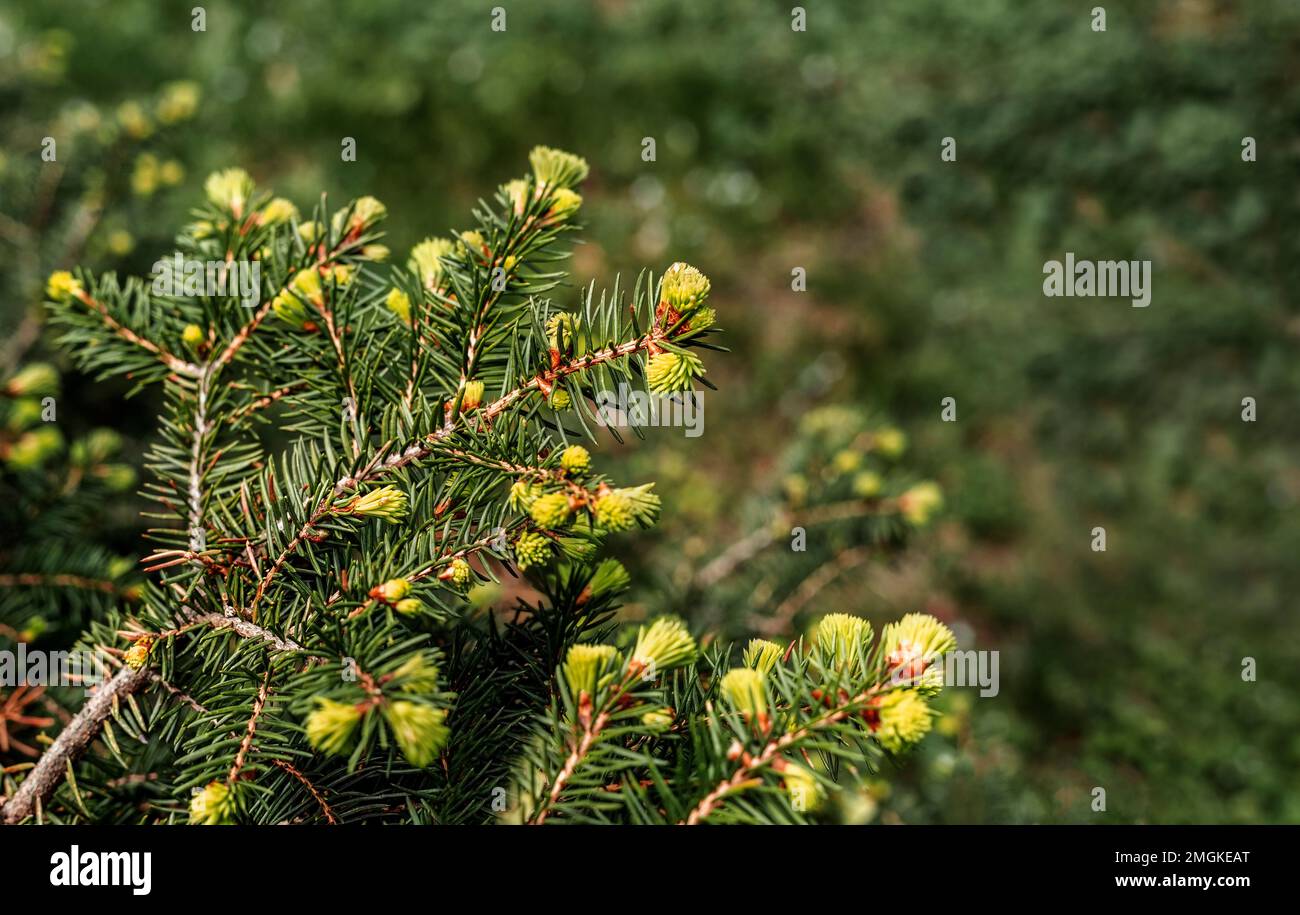 Pflanzlicher grüner Hintergrund mit Zweigen eines Nadelbaums mit jungen Frühlingsbügeln aus Nadeln Nahaufnahme Spruce, Lärche oder Zedernholz Kopierraum Botanical ga Stockfoto