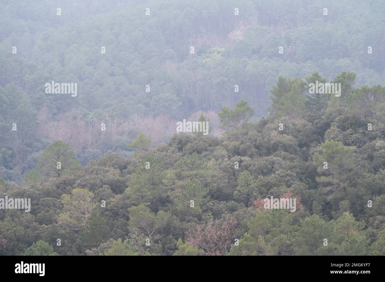 Bäume und grüne Hügel in den Bergen des Cevennes-Nationalparks rund um Ales, Occitanie, Frankreich Stockfoto