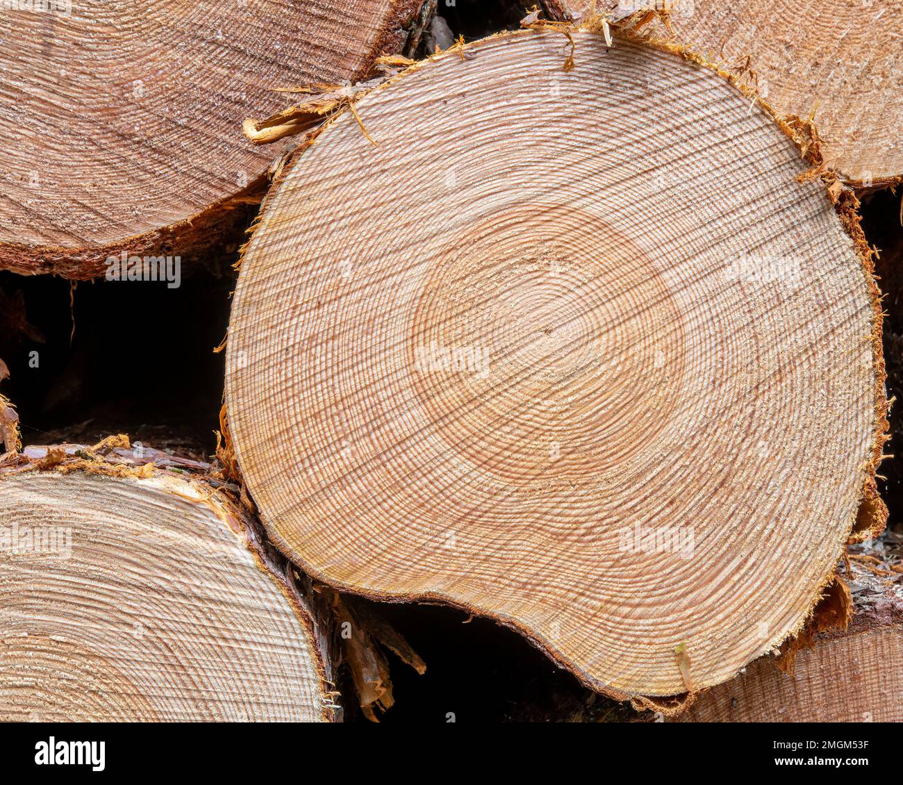 Die Geschichte des Baumes enthüllt Beacon Wood, Penrith, Cumbria, Großbritannien Stockfoto