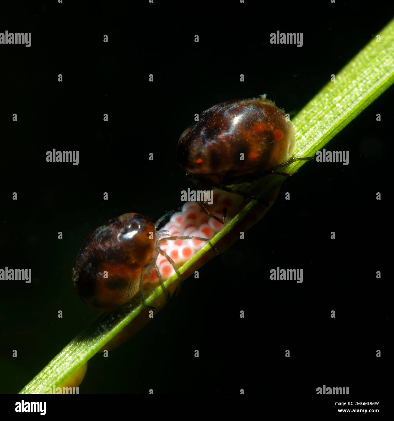 Wassermilbe (Hydrachnidia sp) beim Laichen in einem Teich - Loir et Cher - Frankreich Stockfoto