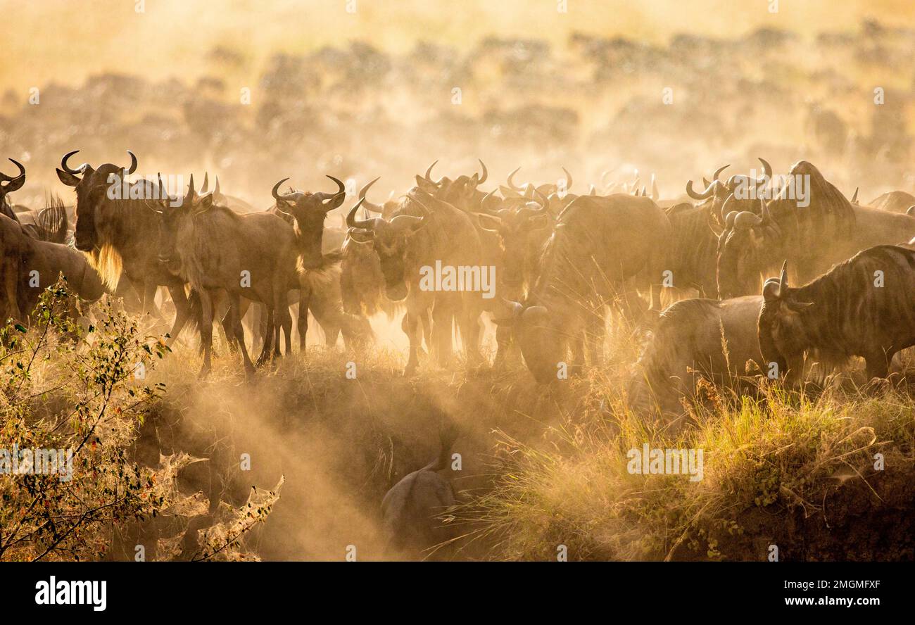 Blaue Gnus (Connochaetes taurinus) stehen in der Savanne. Großartige Migration. Kenia. Tansania. Maasai Mara Nationalpark. Stockfoto