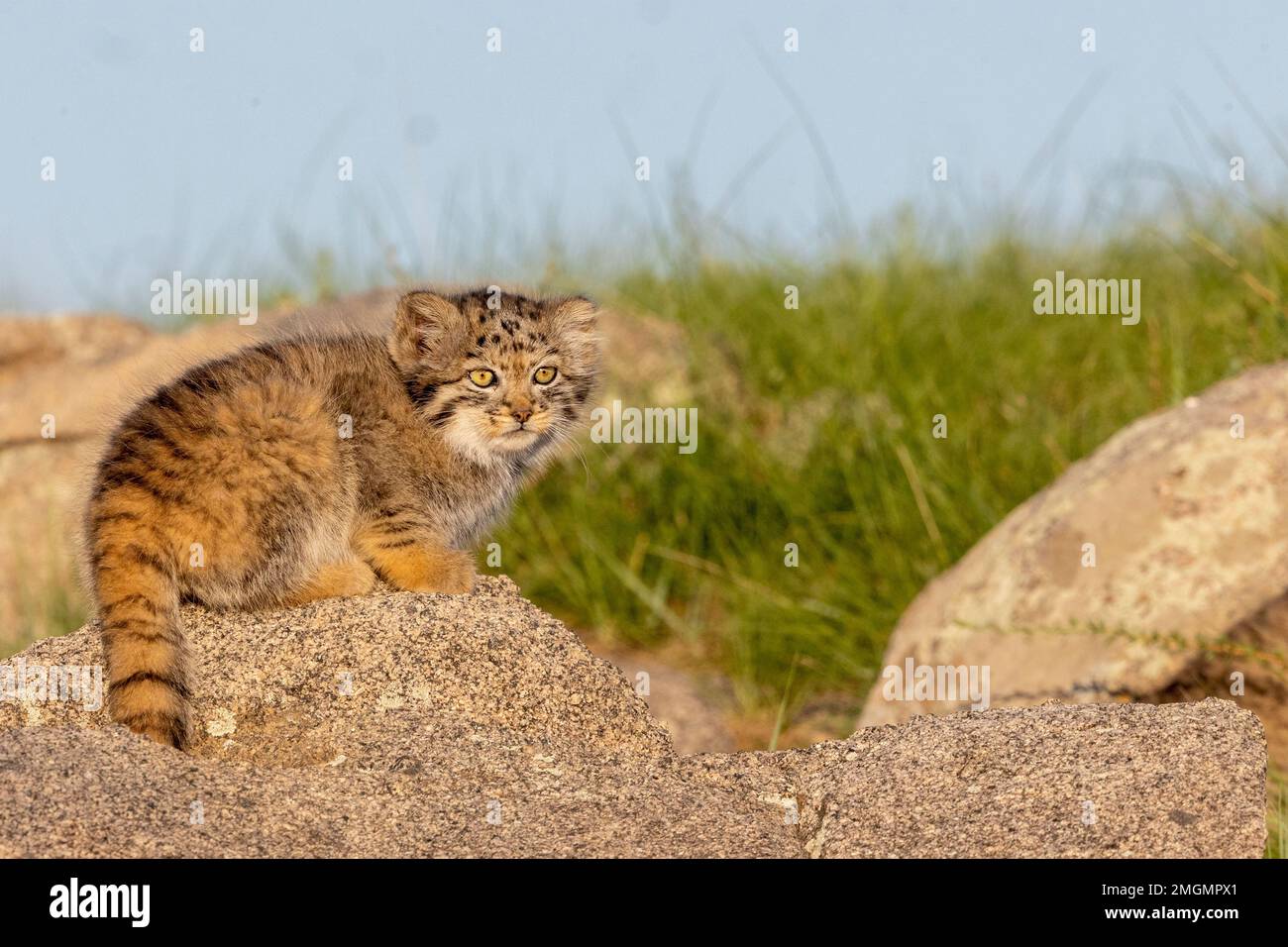 Pallas-Katze (Otocolobus manul), Baby at den, Steppe, Ostmongolei, Mongolei, Asien Stockfoto