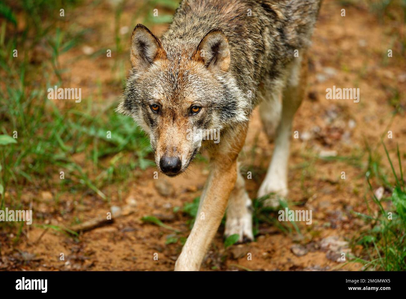 Grey Wolf (Canis lupus) iportrait, Falkenstein, Deutschland Stockfoto