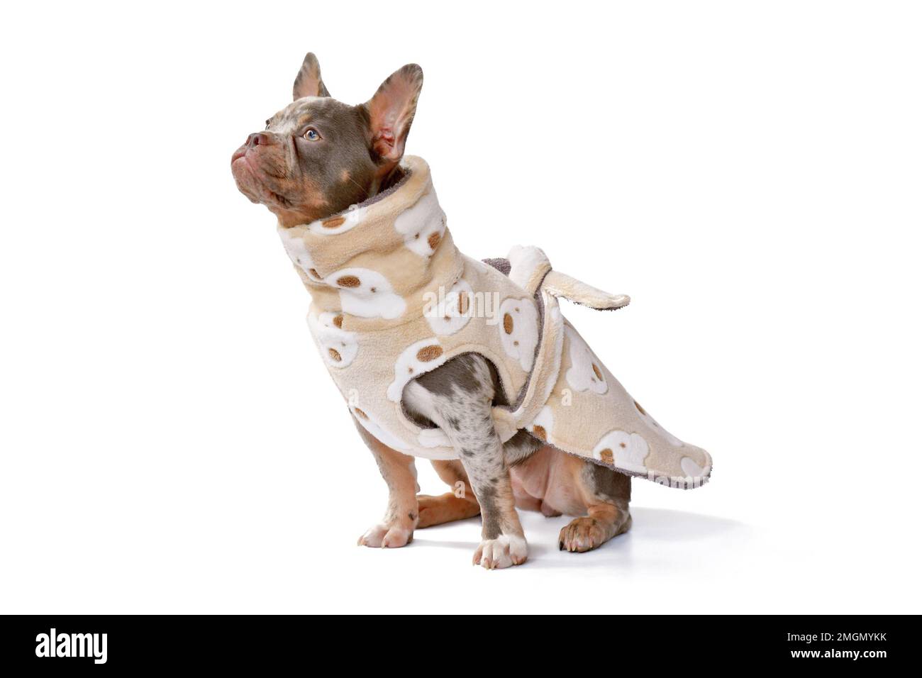 Merle French Bulldog Hunde tragen einen Bademantel aus Fleece auf weißem Hintergrund Stockfoto