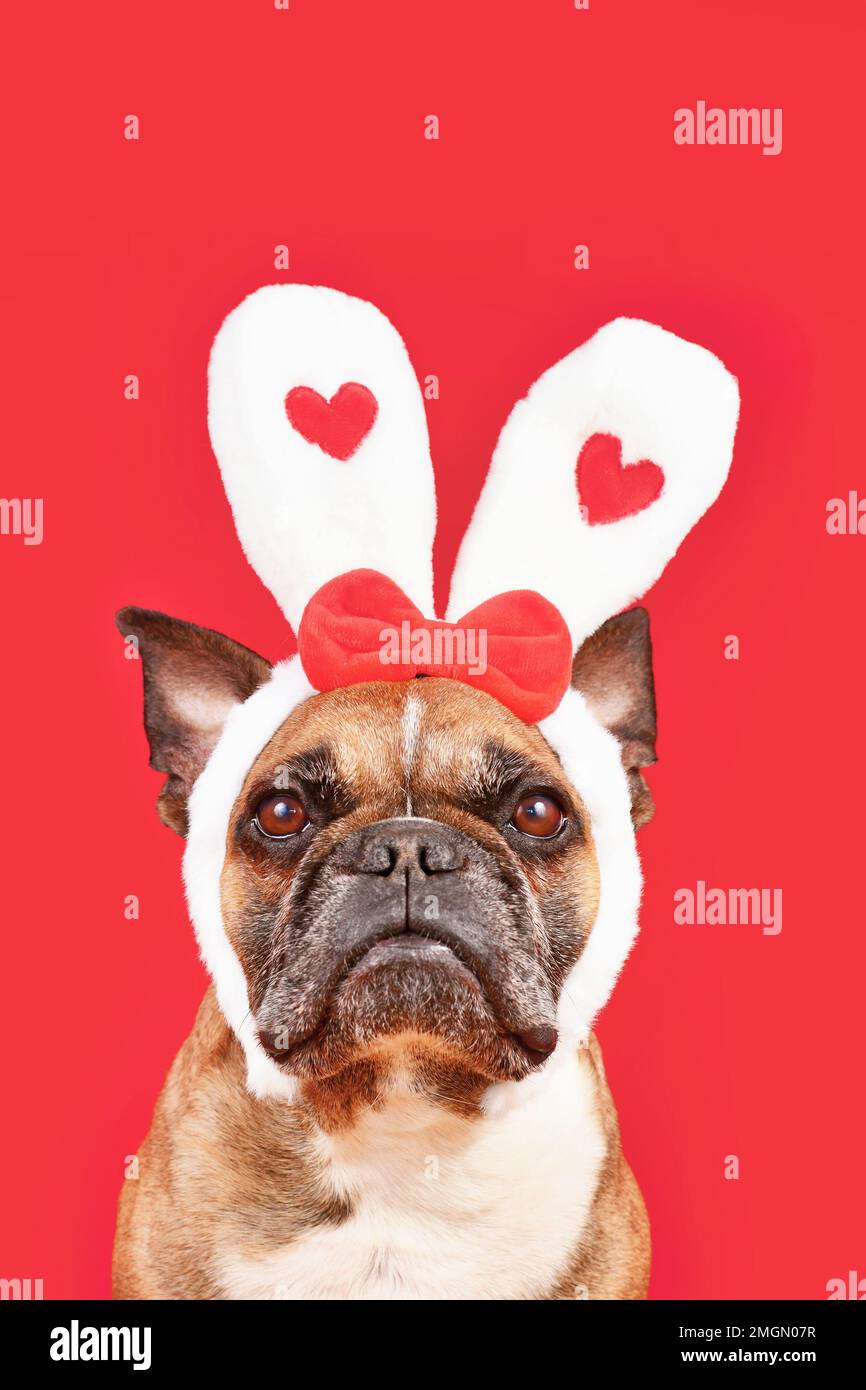 Süßer französischer Bulldog mit Stirnband zum Valentinstag und Hasenohren mit Herzen auf rotem Hintergrund Stockfoto