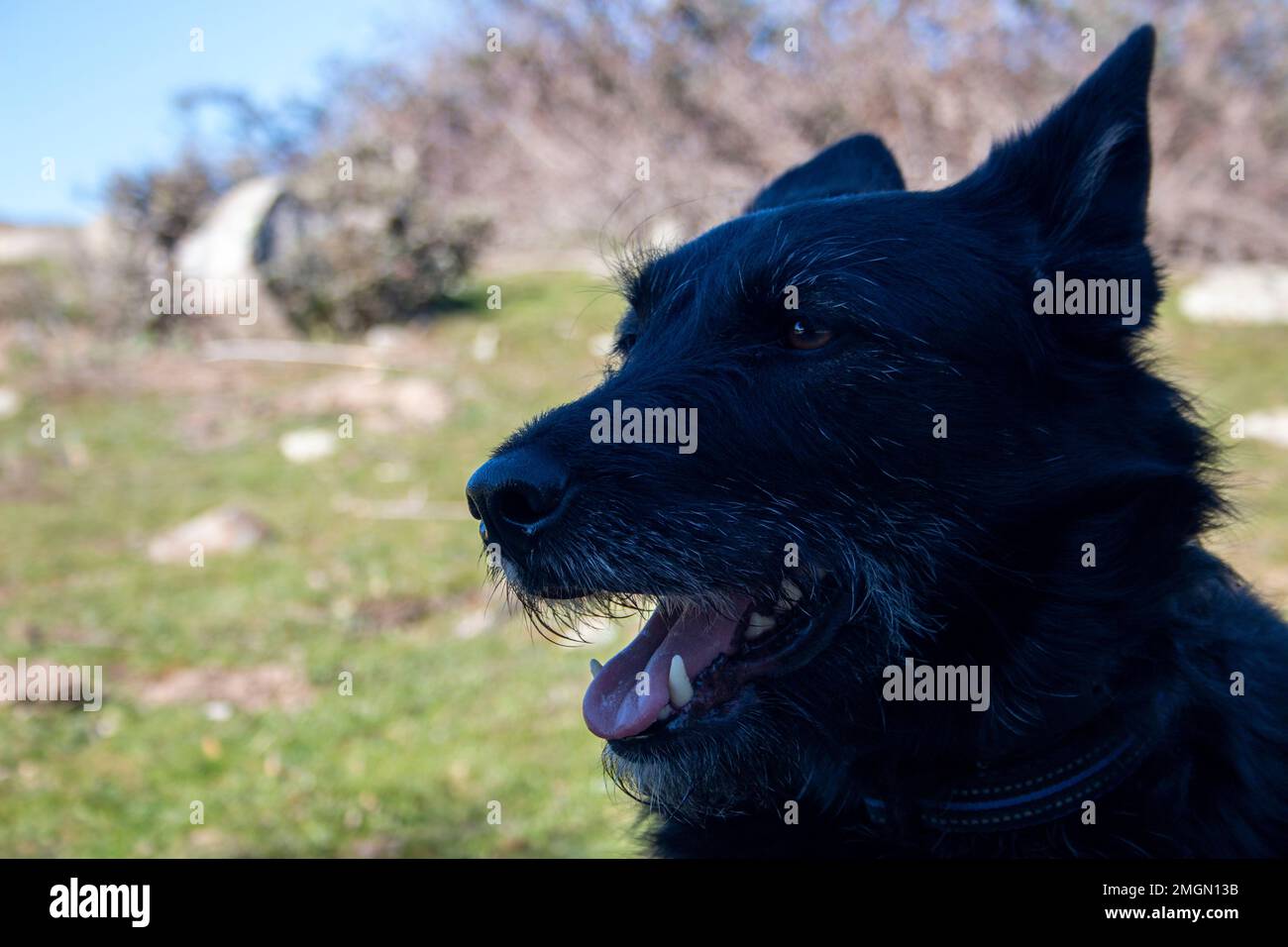 Porträt eines schwarzen Hundes an einem sonnigen Tag für einen Spaziergang auf dem Land Stockfoto