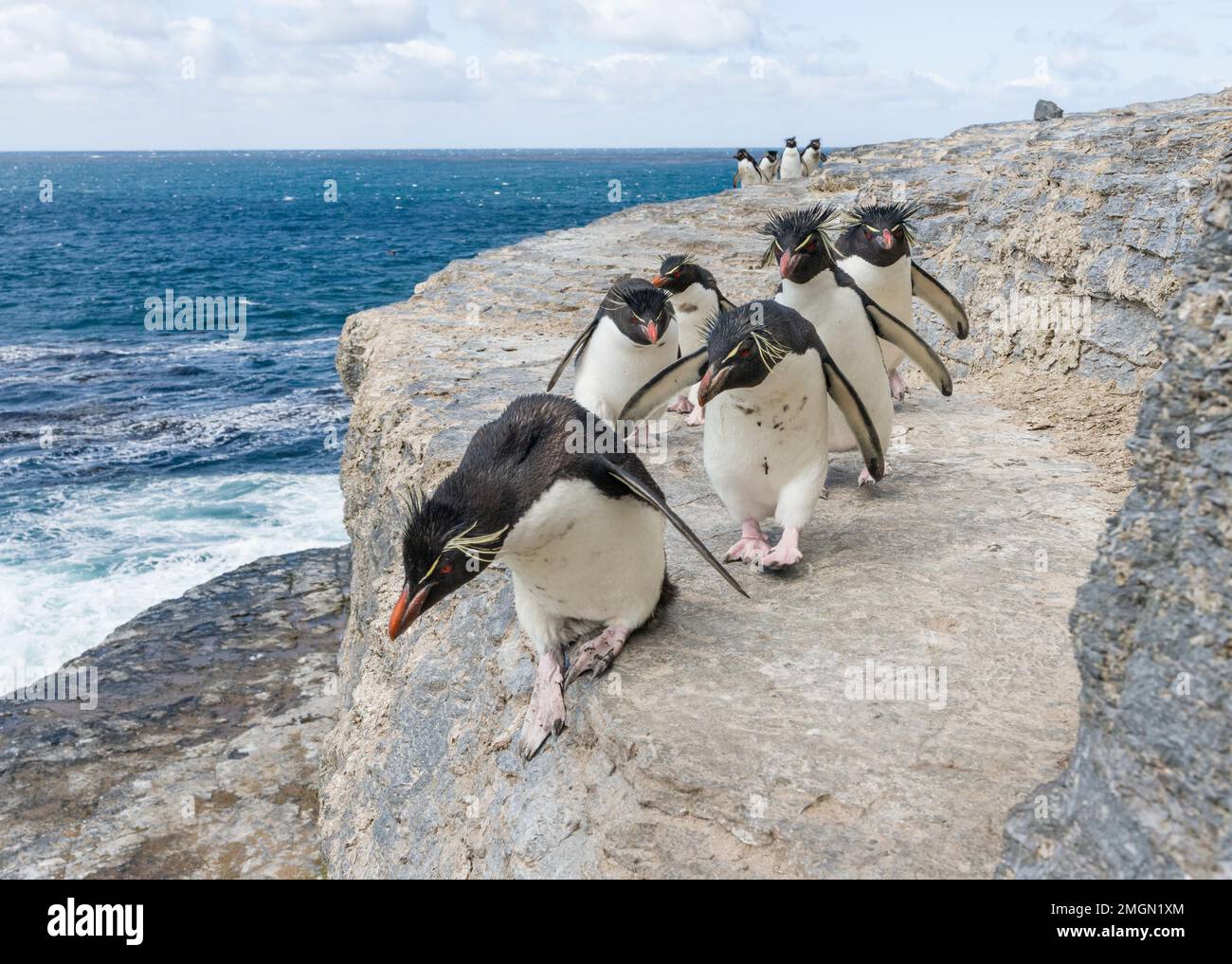 Rockhopper Penguin (Eudyptes chrysocome), Unterart westlicher Felshopferpinguin (Eudyptes chrysocome chrysocome). Die Klippen hoch und runter hüpfen. Sout Stockfoto