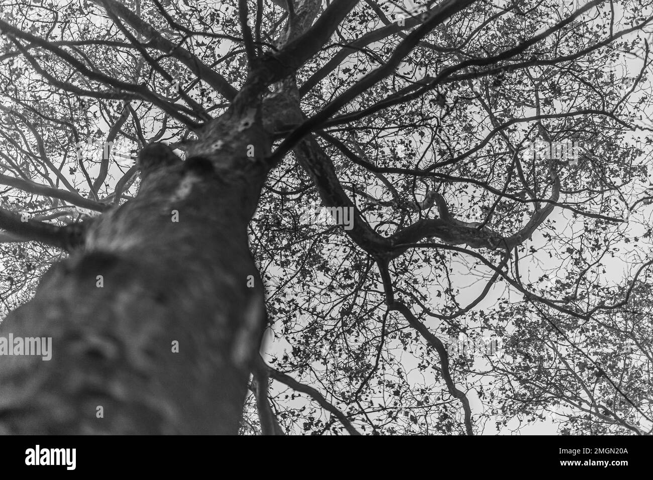 Blick von unten auf den großen Baumstamm im Park mit Sonnenlicht. Herbstumgebung im Park. Stockfoto