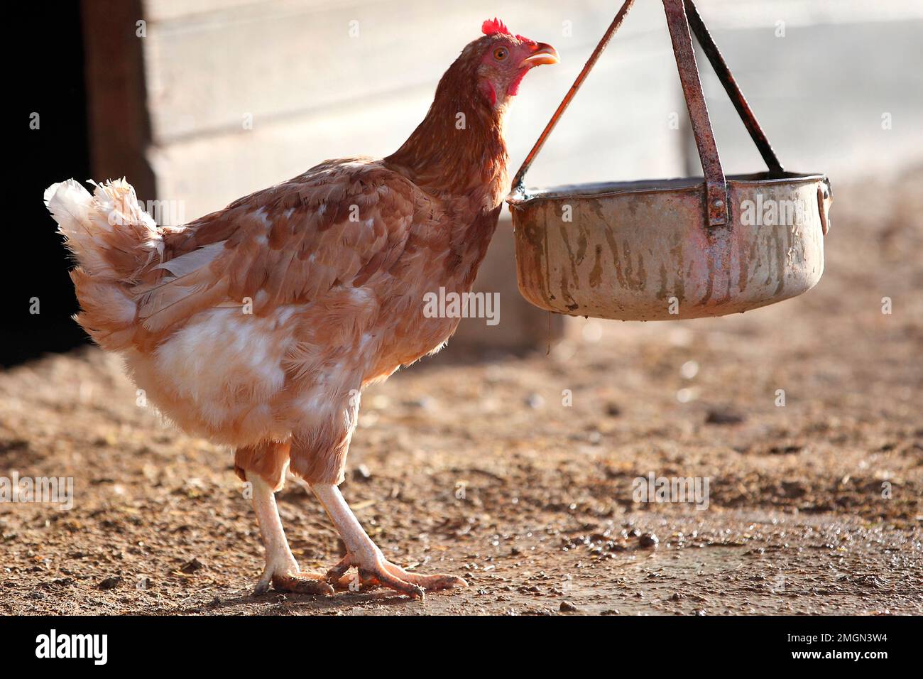 Isabrown Chicken in der Nähe eines Futtermittels Stockfoto