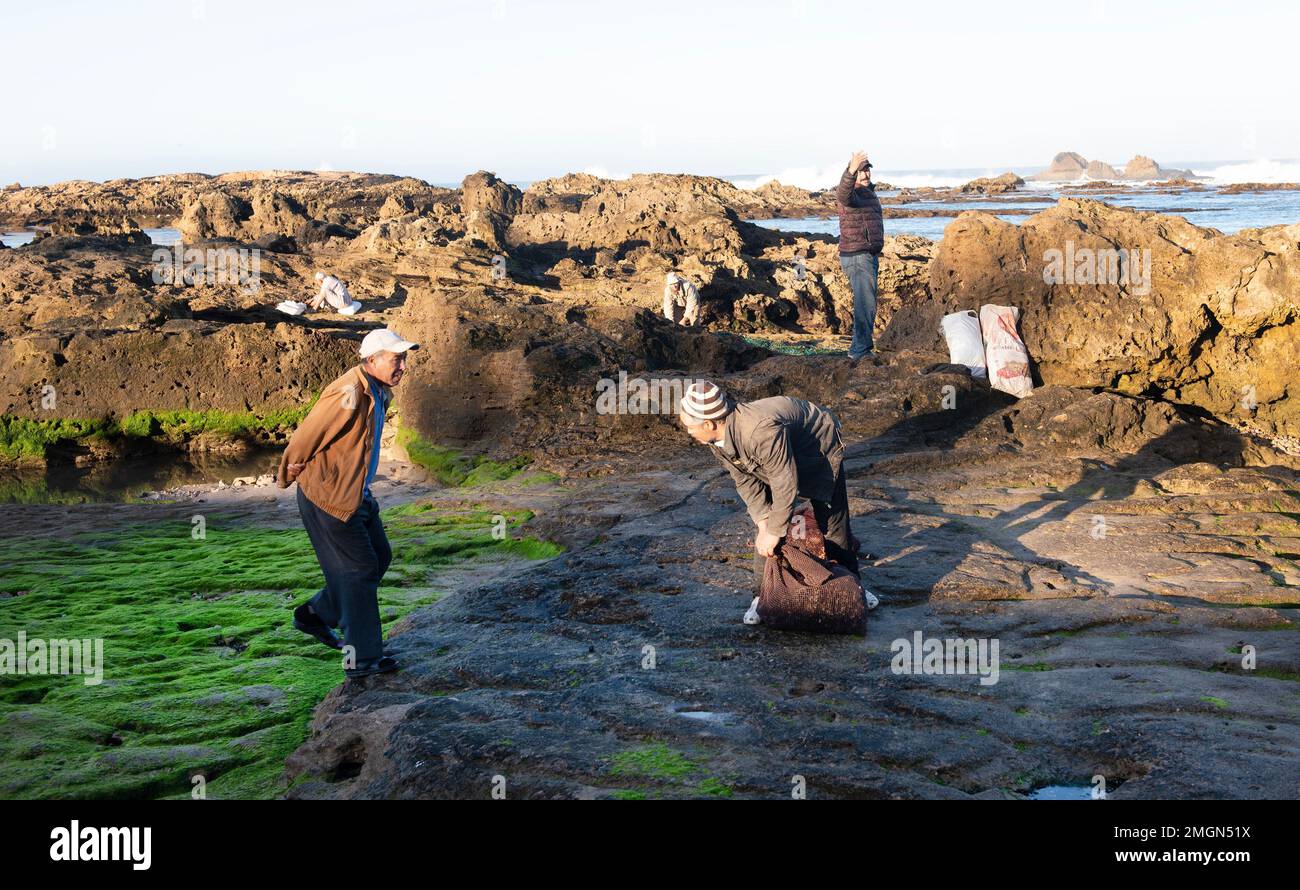 Essaouira hat eine wundervolle Medina mit Stadtmauern am Atlantischen Ozean. Eine großartige Fischereiflotte, die jeden Tag frischen Fisch bringt, die Einheimischen sammeln Muschelfische Stockfoto