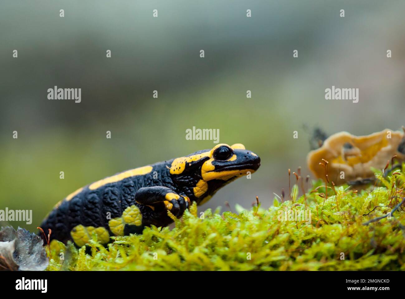 Barred fire salamander salamandra salamandra terrestris Fotos und
