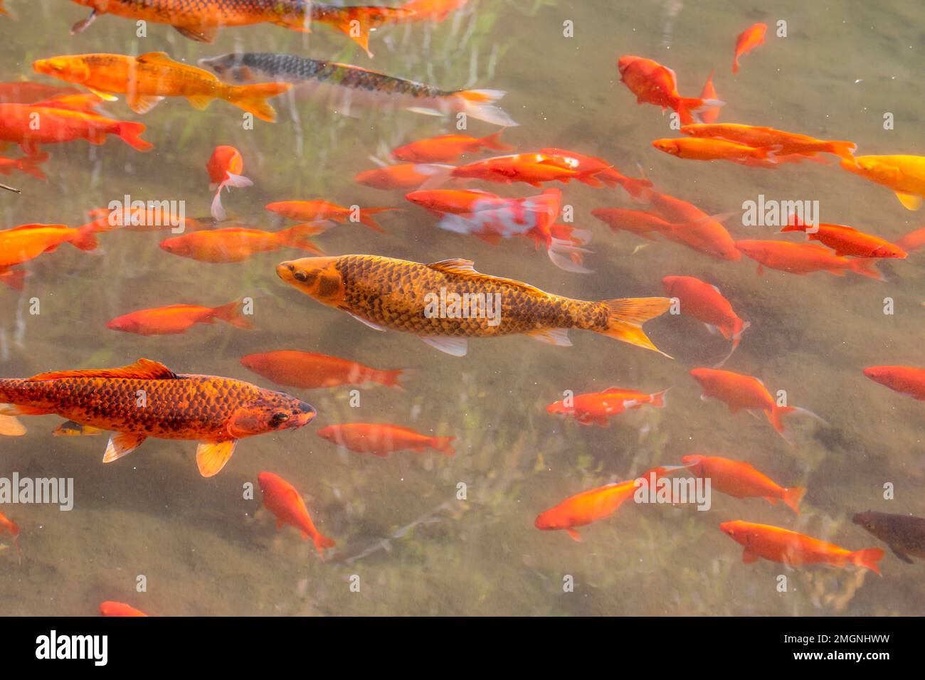 Koi cyprinus carpio carpio Fotos und Bildmaterial in hoher Auflösung