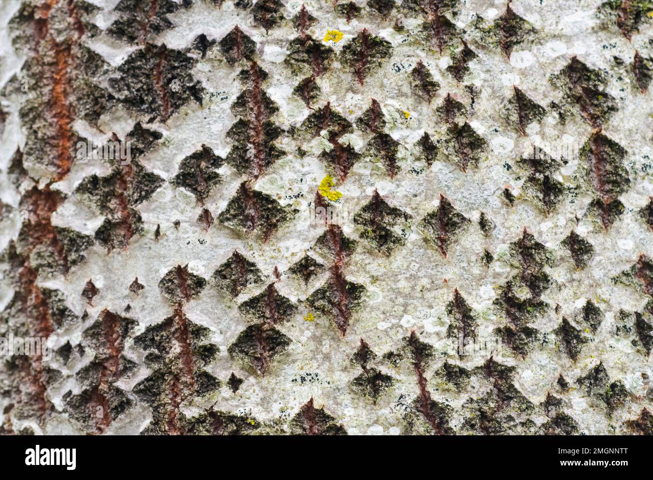 Nahaufnahme der Rinde eines europäischen Aspen (Populus tremula) in einem Stadtpark, Allier, Auvergne, Frankreich Stockfoto