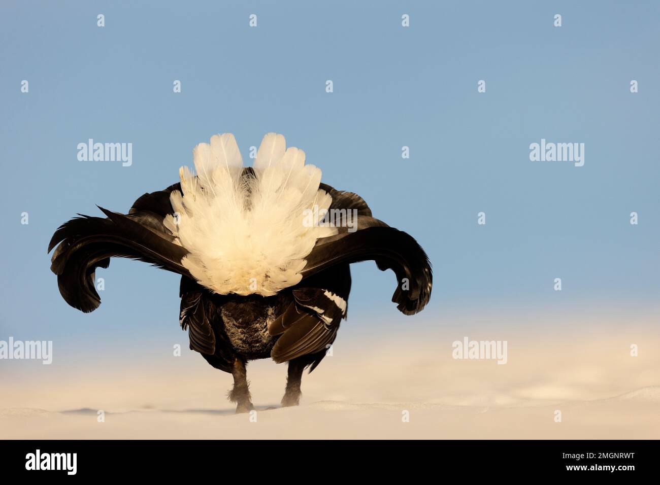 Schwarzhühner (Lyrurus tetrix) männlich im Schnee in den Schweizer Voralpen. Stockfoto