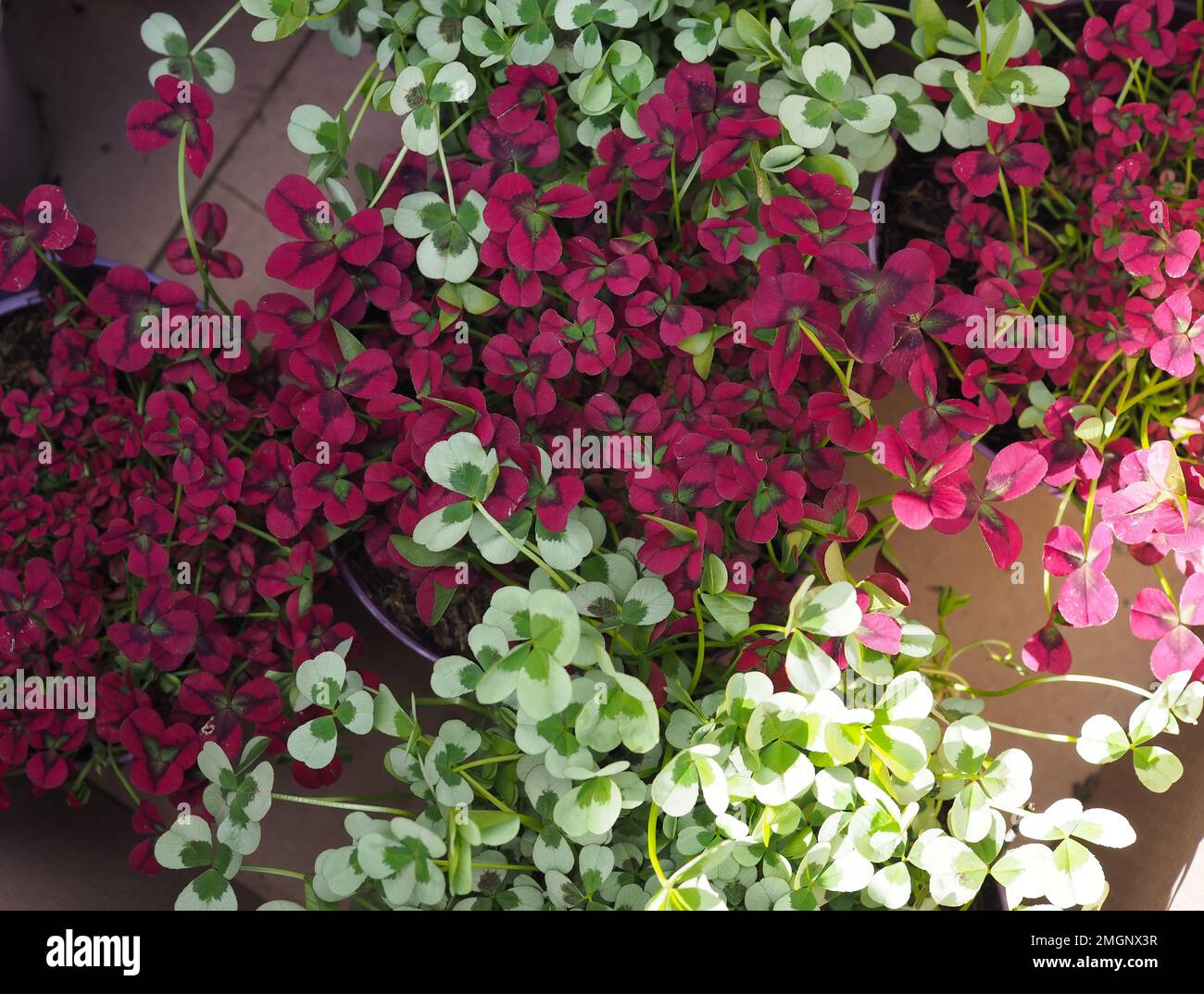 Rote kleeblattbltter -Fotos und -Bildmaterial in hoher Auflsung  Alamy
