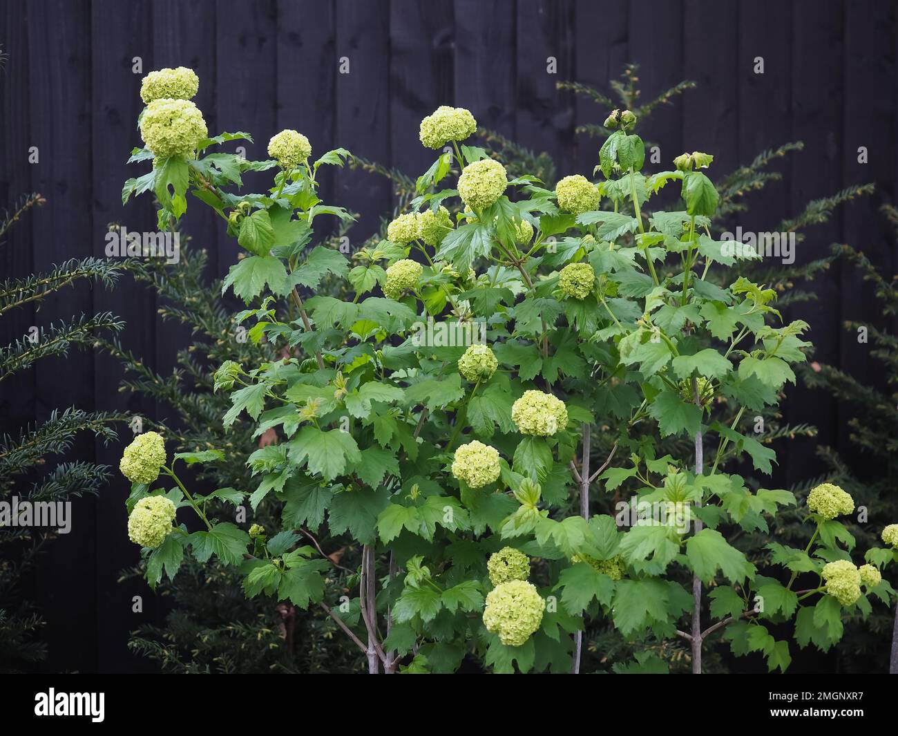 Vollaufnahme von Viburnum opulus „roseum“ (Schneeballbusch) mit neuen limonengrünen Pompumblütenköpfen vor dunklem Hintergrund im Frühling in einem englischen Garten Stockfoto