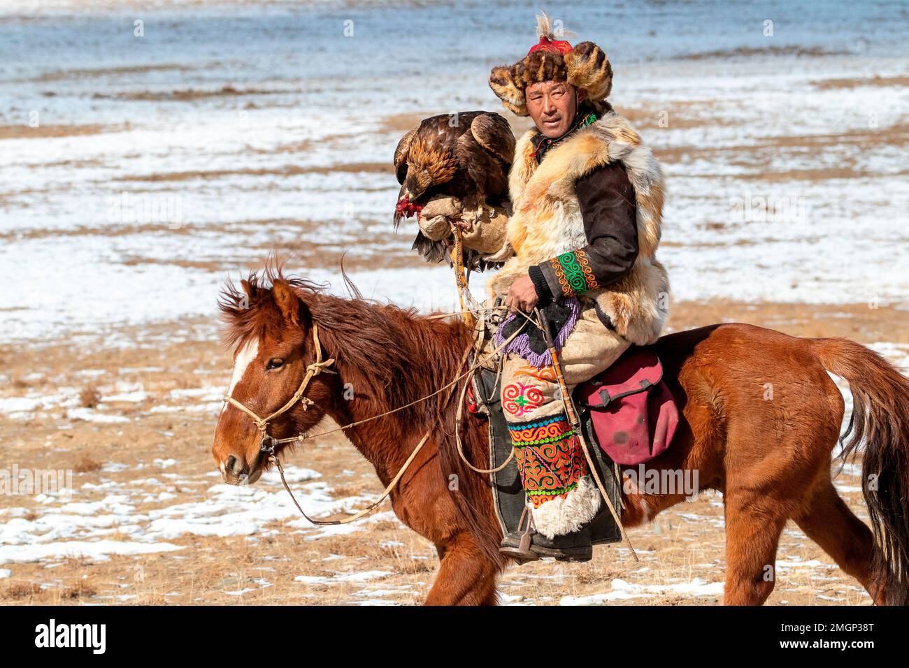 Kasachischer Adler auf dem Pferderücken in Steppe, Mongolei Stockfoto