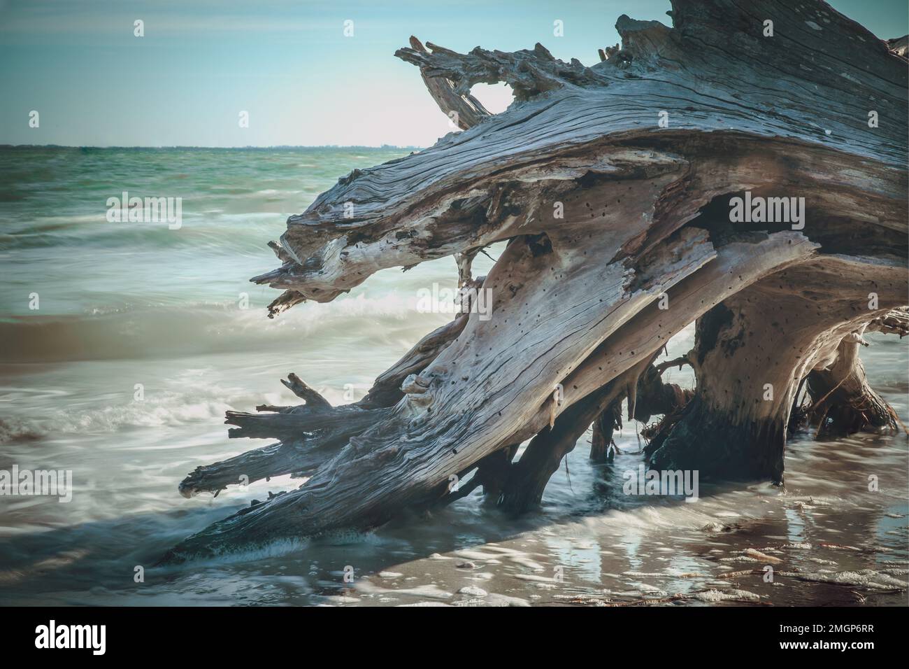 Toter Baum am Strand von Sanibel Island, Florida, USA Stockfoto
